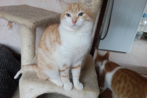 Leo