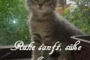 Amunet
