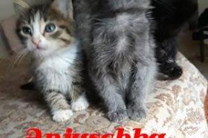 Anjushka
