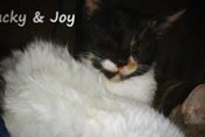 Blacky & Joy
