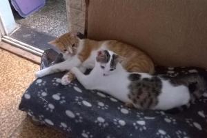 Garfield und Vanessa
