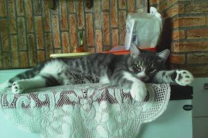Bobcho