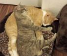 Elly & Casanova