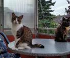 Bijou & Daisy