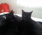 Romeo & Juliette