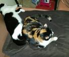 Athina & Sirena 