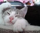 Feya & Ophir