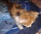 Melody