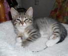 Zitano