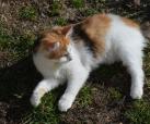Melody