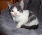 Kleine Stelly