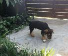 Nanook