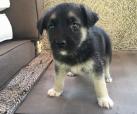 Parker