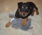 Tinka