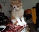 Sammy