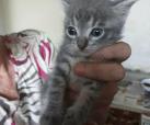 Tamino