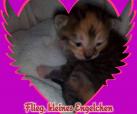 Lilli