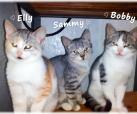 Elly, Sammy und Bobby