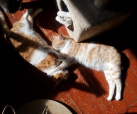Jijo und Leo