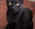 Darcy 