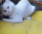Fluffy