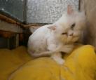 Fluffy