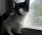 Loki