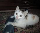 Miou Miou