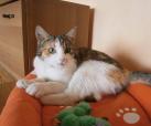 Suzi 