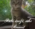 Amunet