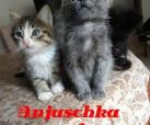 Anjushka