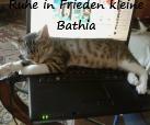 Bathia