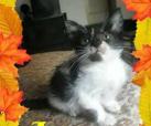 Jemy 